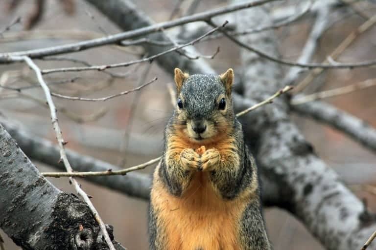 squirrel in a grey tree holding food