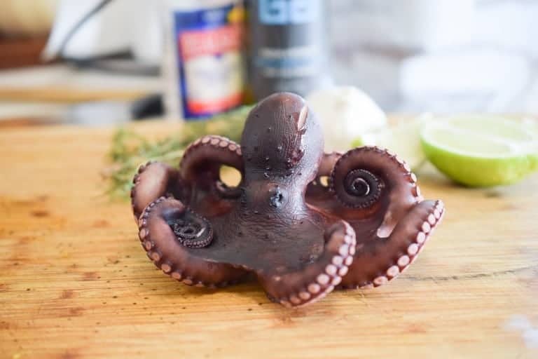 octopus