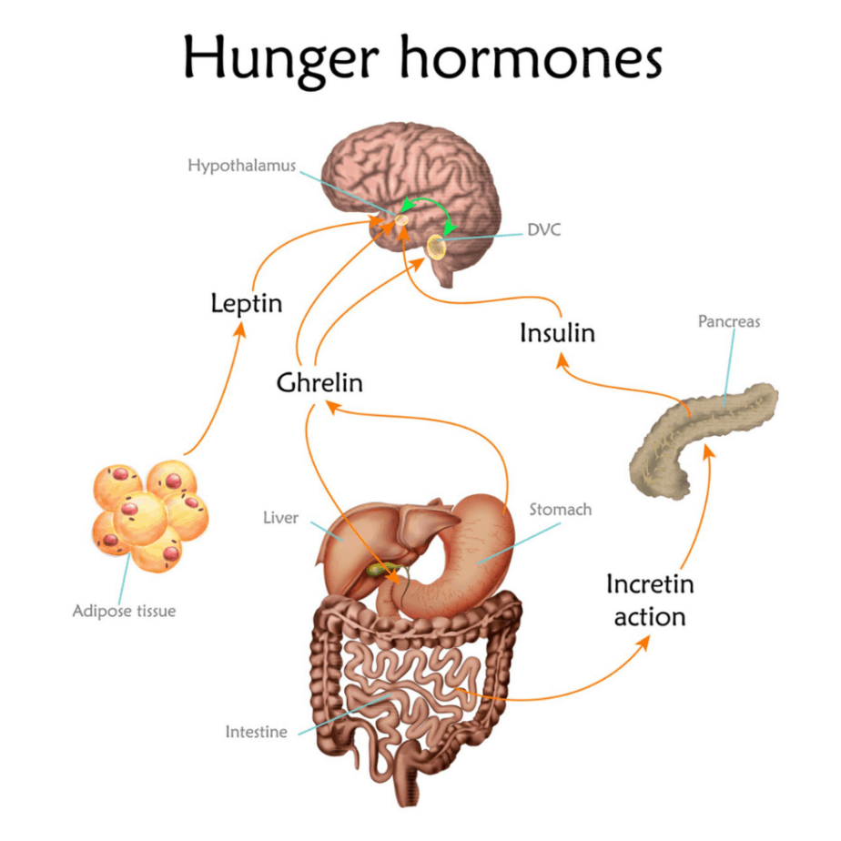 hormones de la faim