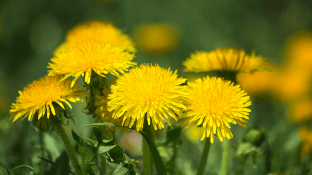 4 yellow dandelion flowers in a field