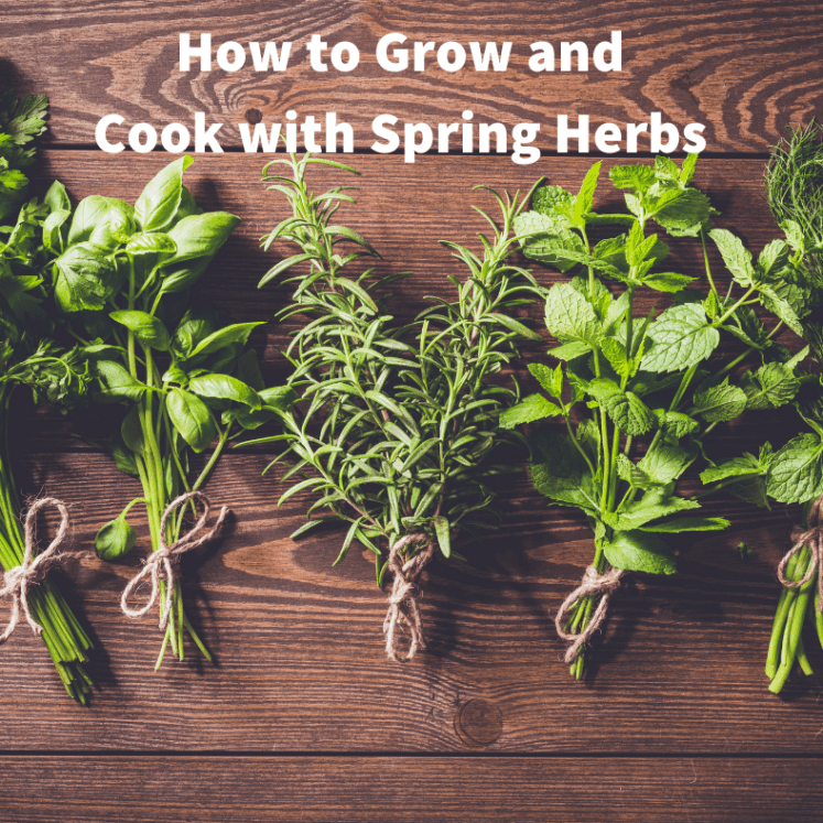 bunches of 5 spring herbs on a wooden board with text that reads how to grow and cook with spring herbs