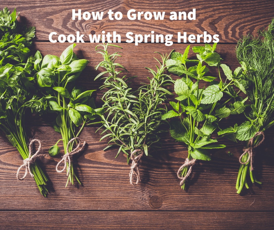 bunches of 5 spring herbs on a wooden board with text that reads how to grow and cook with spring herbs